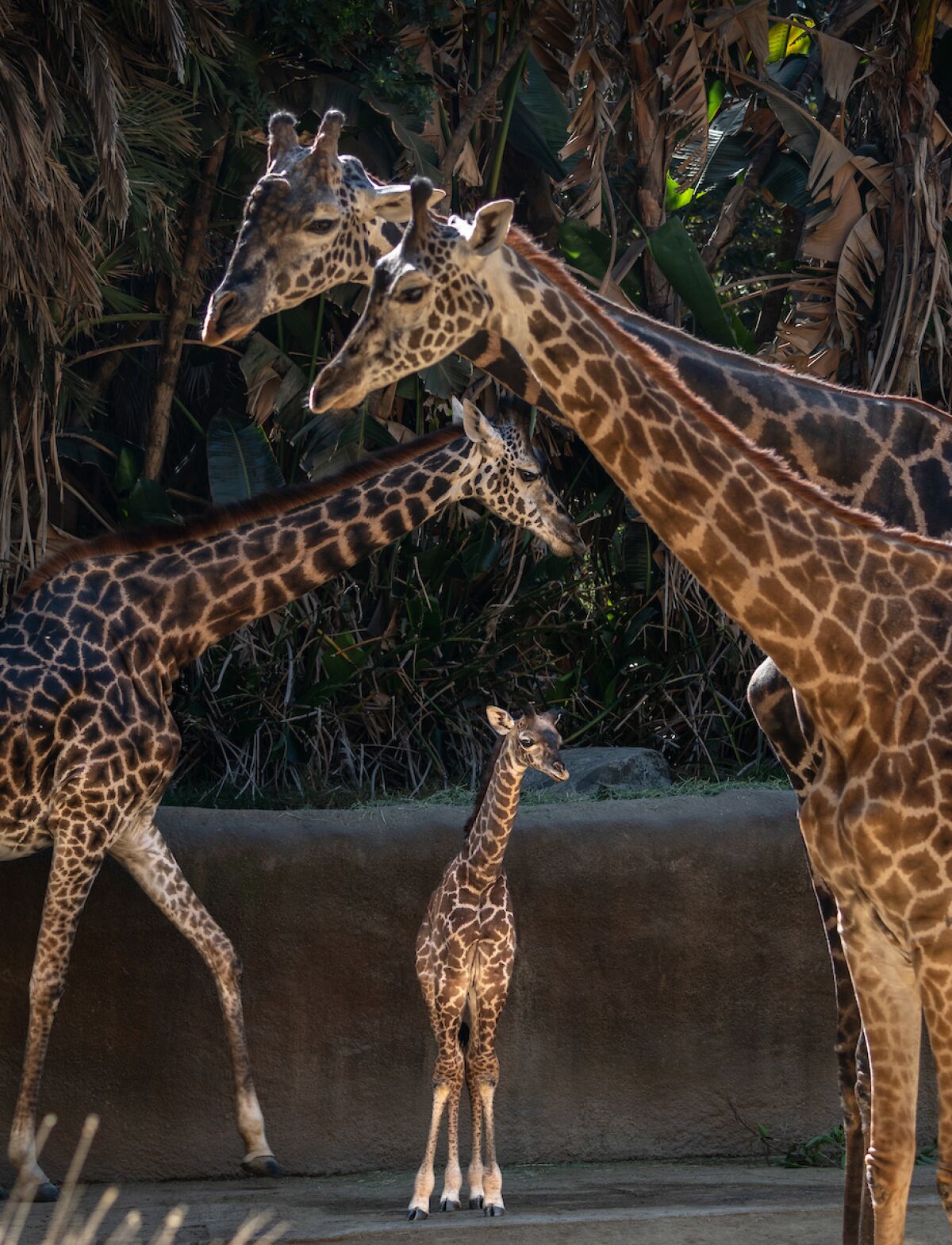 The baby giraffe is currently on display at the L.A. Zoo.