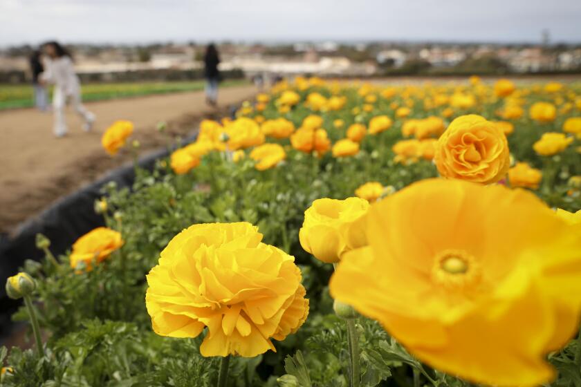 SAN DIEGO, CA MARCH 3: Newly bloomed Ranunculus Flowers during opening day at The Carlsbad Flower Fields on Sunday, March 3, 2024 in Carlsbad. (Photo by Sandy Huffaker for The SD Union-Tribune)