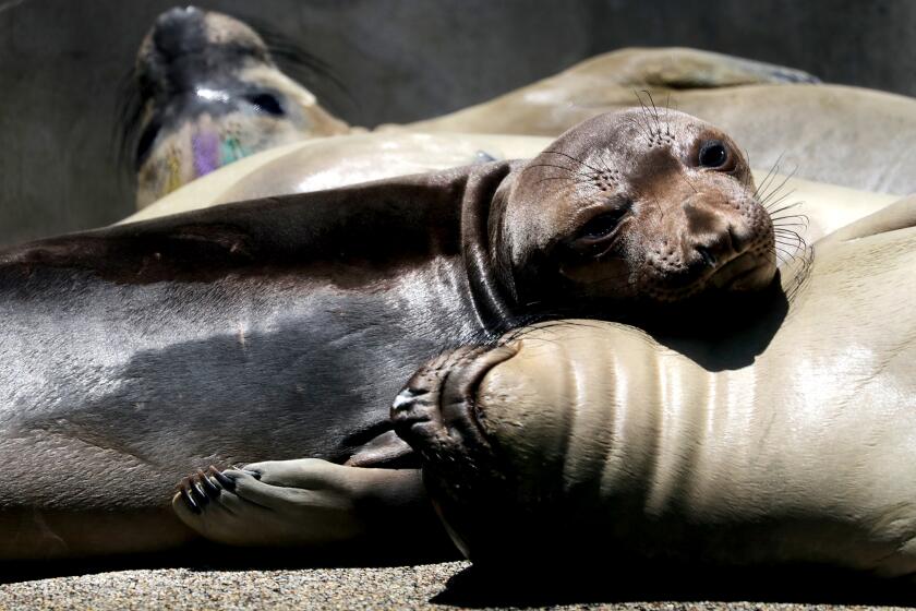 Back away and give it its space': Sea lions aggressive with