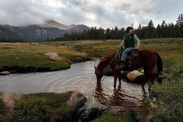 Inyo National Forest administrator Margaret Wood travels by horseback to view grazing land as her horse drinks from Bullfrog Creek, where California golden trout are found. The right of ranchers to continue running cattle in the area is dependent on the outcome of a dispute over how best to protect the besieged trout, which is the official state fish. See full story