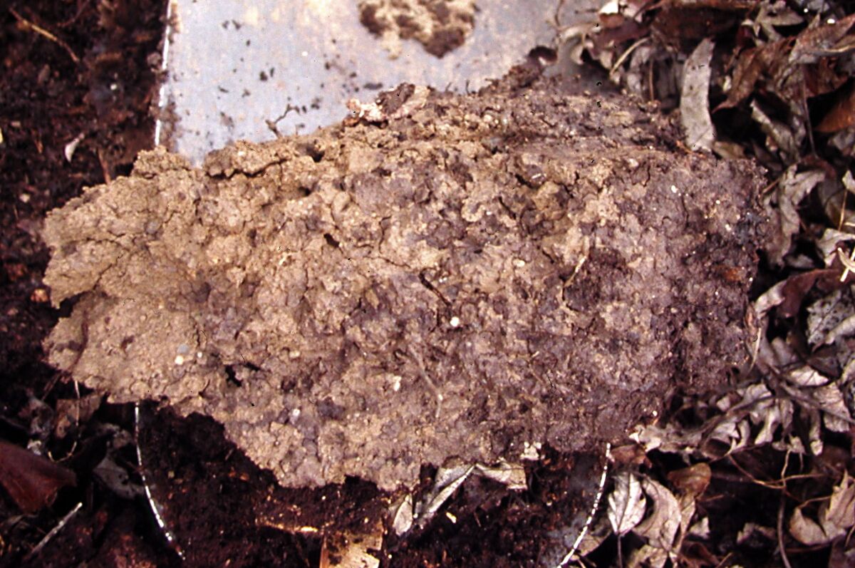 Photo caption: This undated photo shows a shovelful of soil in New Paltz, N.Y. Good care, mostly by regularly adding plenty of organic materials and avoiding compaction, results in a soil with many pore spaces, some to retain water and some for air. (Lee Reich via AP)