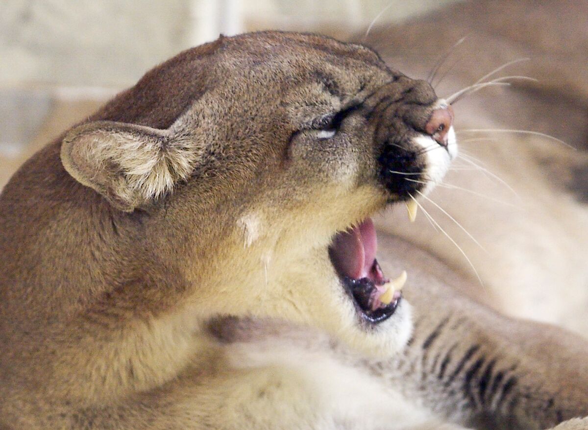 A mountain lion bares its teeth