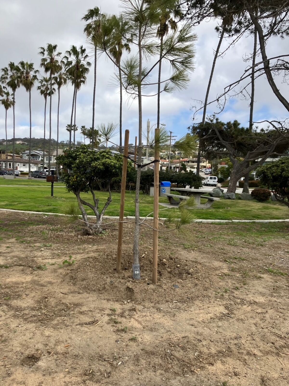 Four new trees have been planted in Kellogg Park.