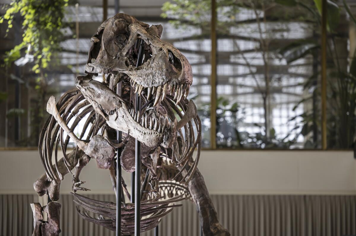 Los huesos de tiranosaurio que serán subastados en Zurich, Suiza,