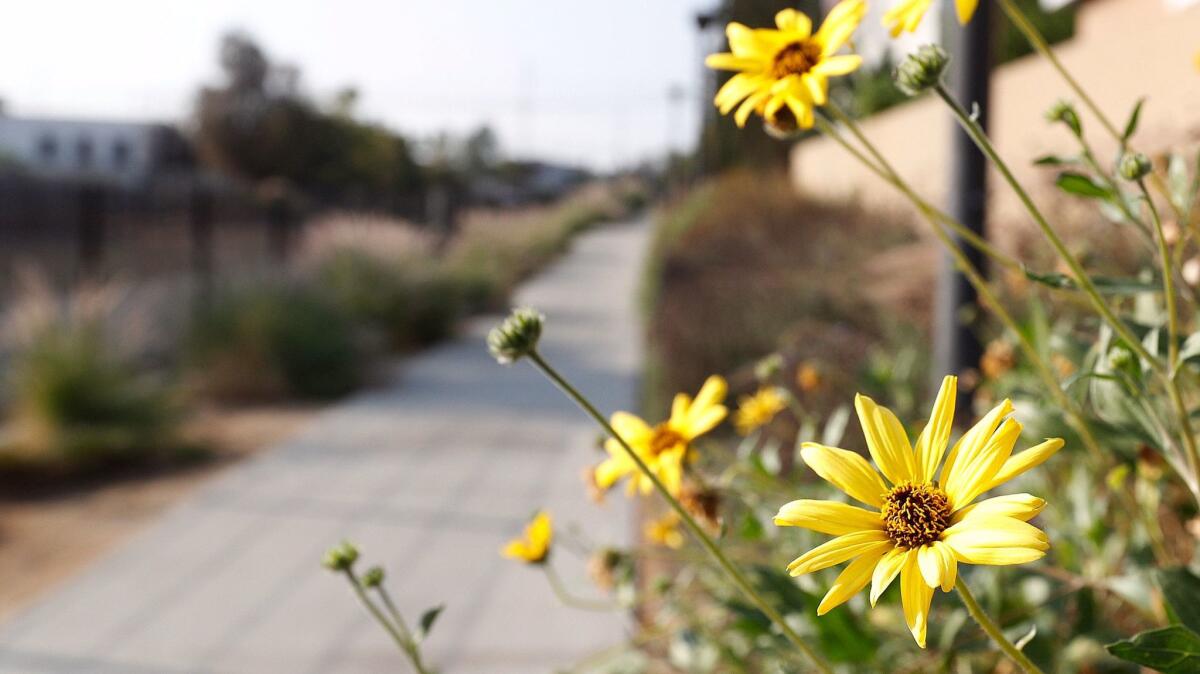 Wildflowers line the path along the Burbank Channel Bikeway in Burbank.