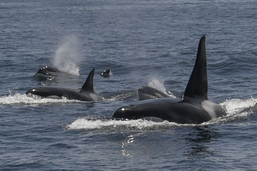 In this photo provided by Michael Pierson, an unusually large group of killer whales was spotted off the coast of San Francisco on May 7, 2023. (Michael Pierson/Oceanic Society via AP)