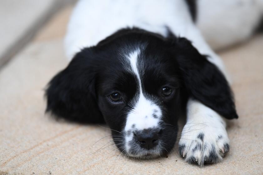 Truffle the two month old English Springer Spaniel puppy plays at its new home on July 20, 2020 in Sydney, Australia. Since the beginning of the COVID-19 pandemic, demand for new puppies have made sales of new puppies go through the roof! Thousands of people have turned to our favourite "fluffy" friend to give us a welcome cuddle at home.