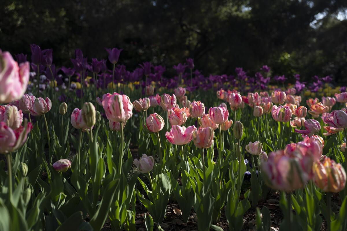 Check out the tulips as well as the cherry trees at Descanso Gardens.
