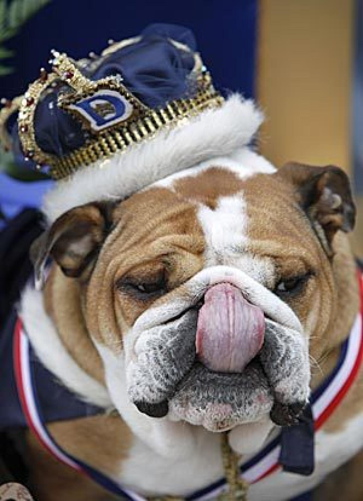 Porterhouse sits on the throne after being crowned the winner of the 30th Drake Relays Beautiful Bulldog Contest, Monday, April 20, 2009, in Des Moines, Iowa.