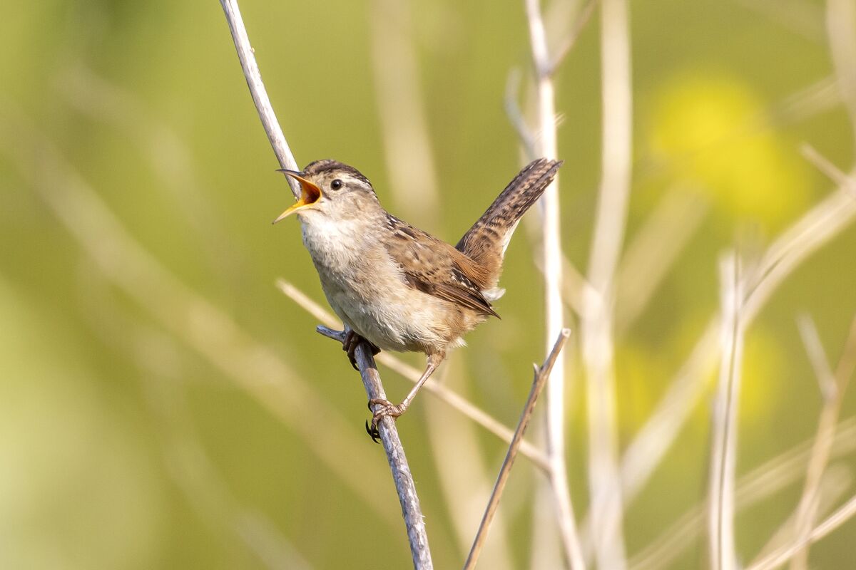 A marsh wren announces itself with a trill and buzzy rapid-fire call at the Sacramento National Wildlife Refuge.