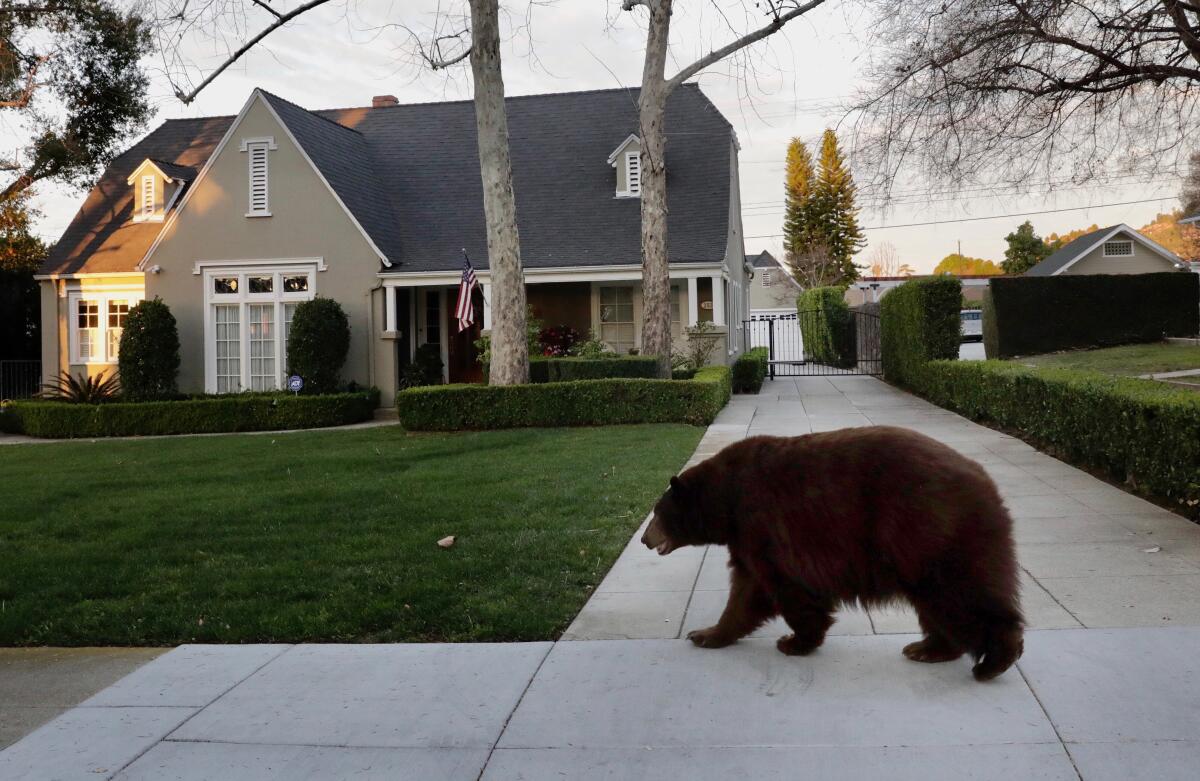 A bear went on walkabout on Highland Place in Monrovia Friday morning