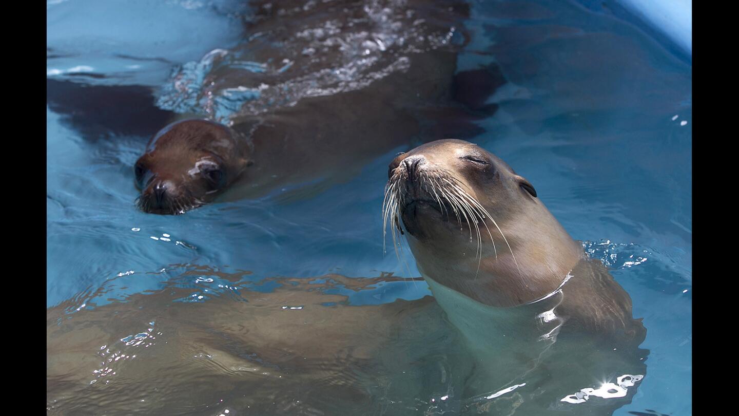 Sea lions Chorizo and Indira swim in a pool as they get their strength back at the Pacific Marine Mammal Center in Laguna Beach. The pair were poisoned with domoic acid, a neurotoxin that has been fatal to other sea lions.