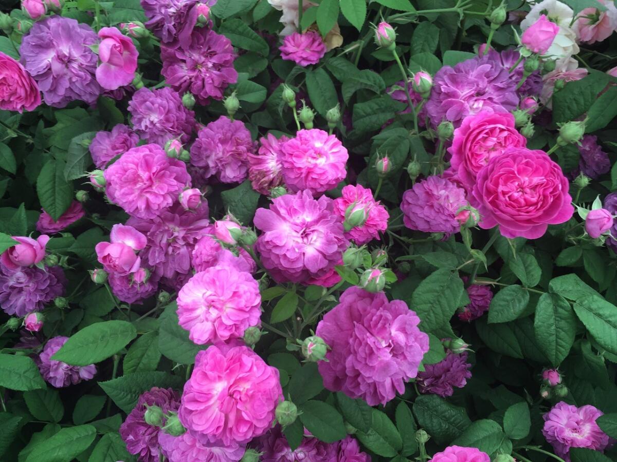 'Cardinal de Richelieu' is a tall, nearly thornless, fragrant Gallica rose with mauve blooms.
