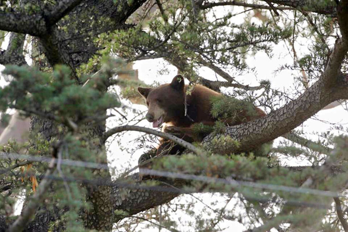 A black bear climbs a tree in Rancho Cucamonga on May 18.