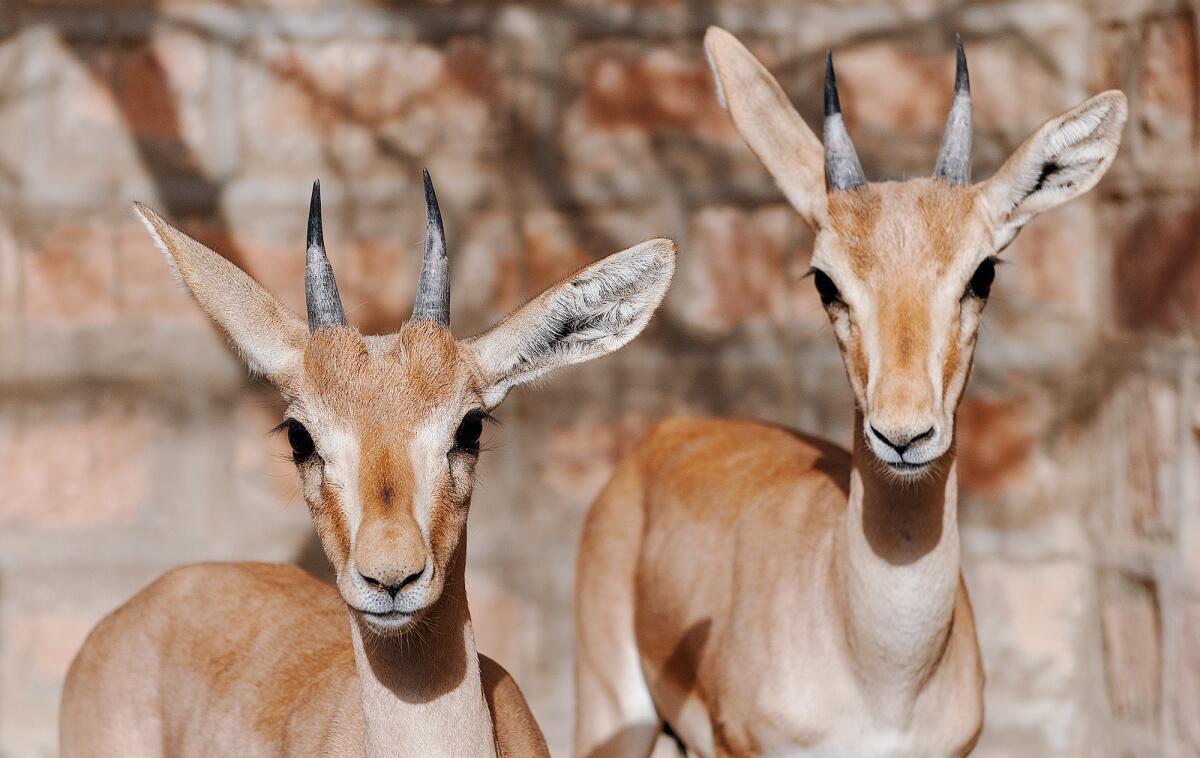Two young gazelles at the rehabilitation facility for animals at the temple in Jajiwal village near Jodhpur in northern India.