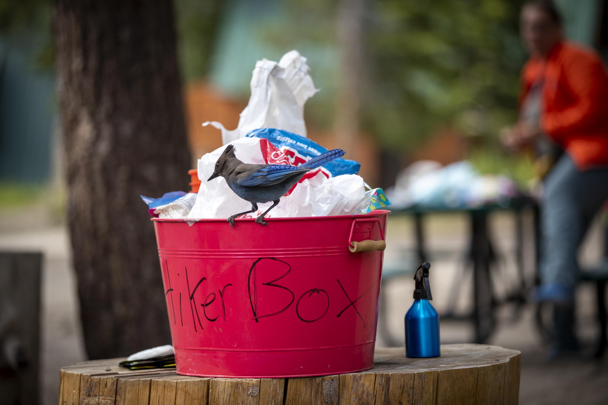 A bird streaked with blue perches on a red bucket.