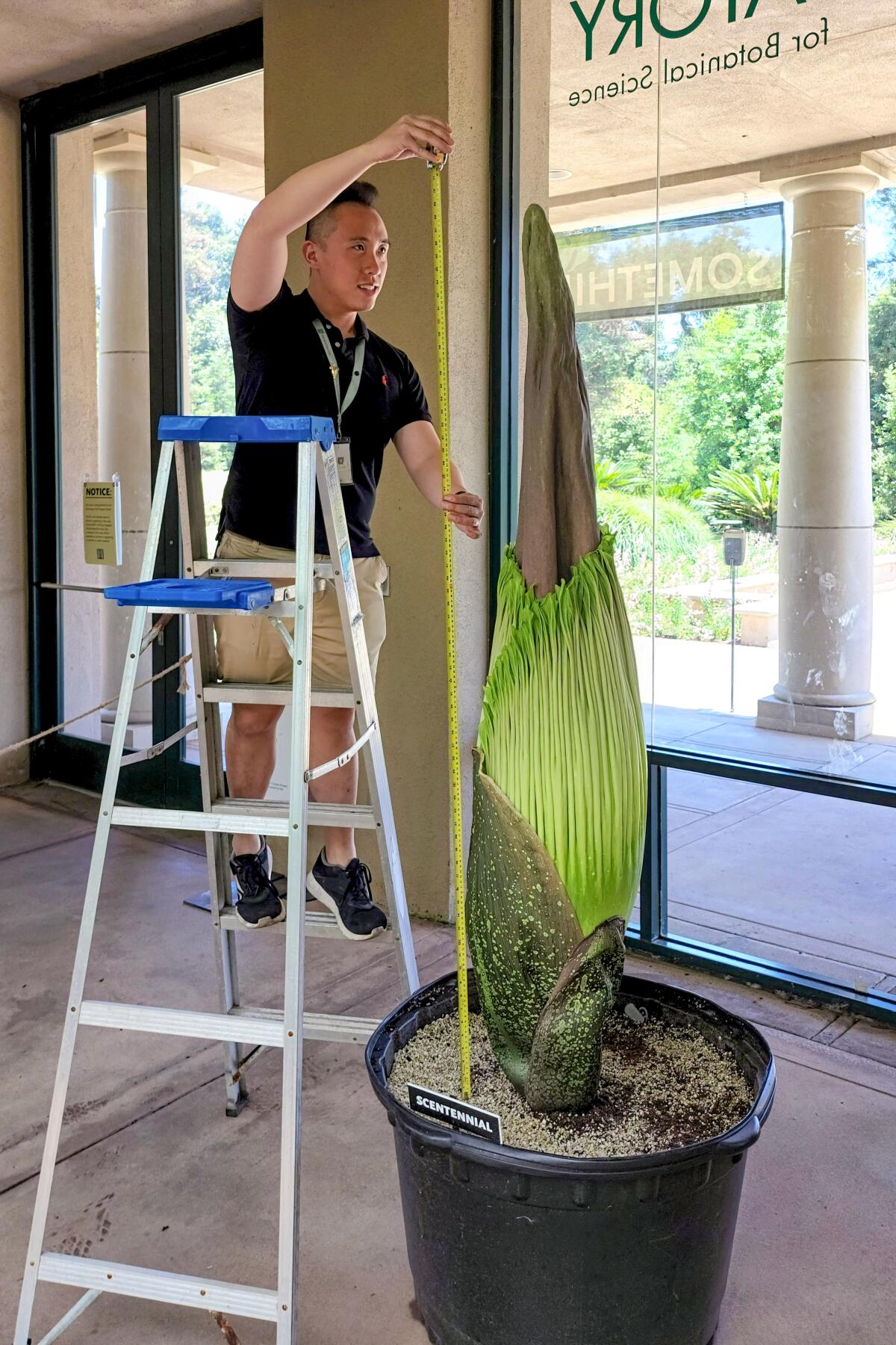A person measures a plant from a ladder.