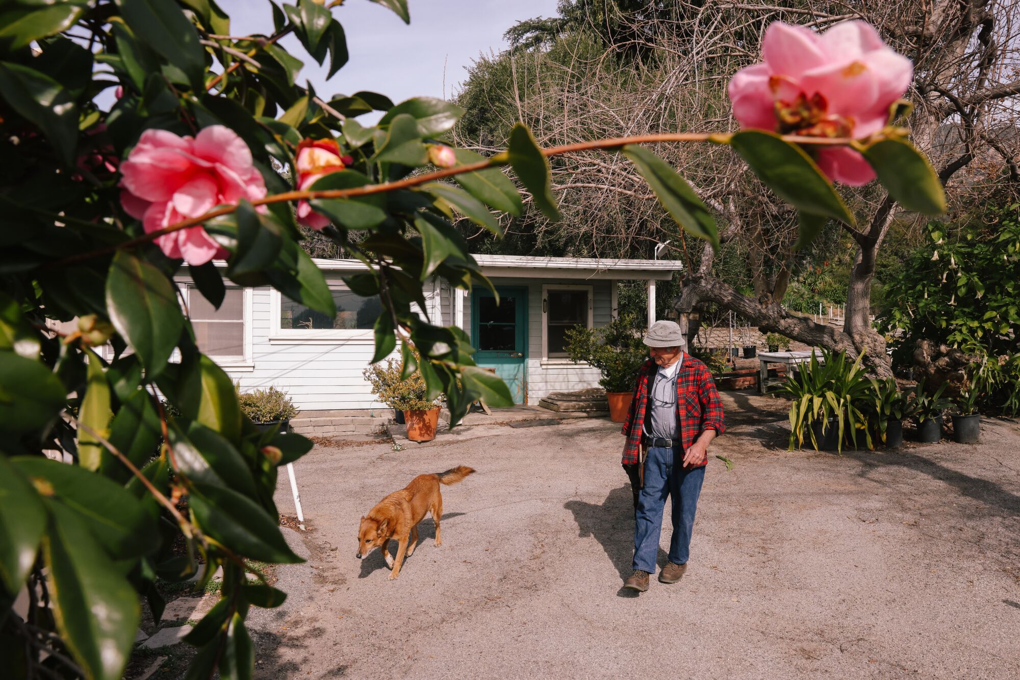 Tom Nuccio and one of his dogs, Rocket, walk from the old nursery house where he lives.