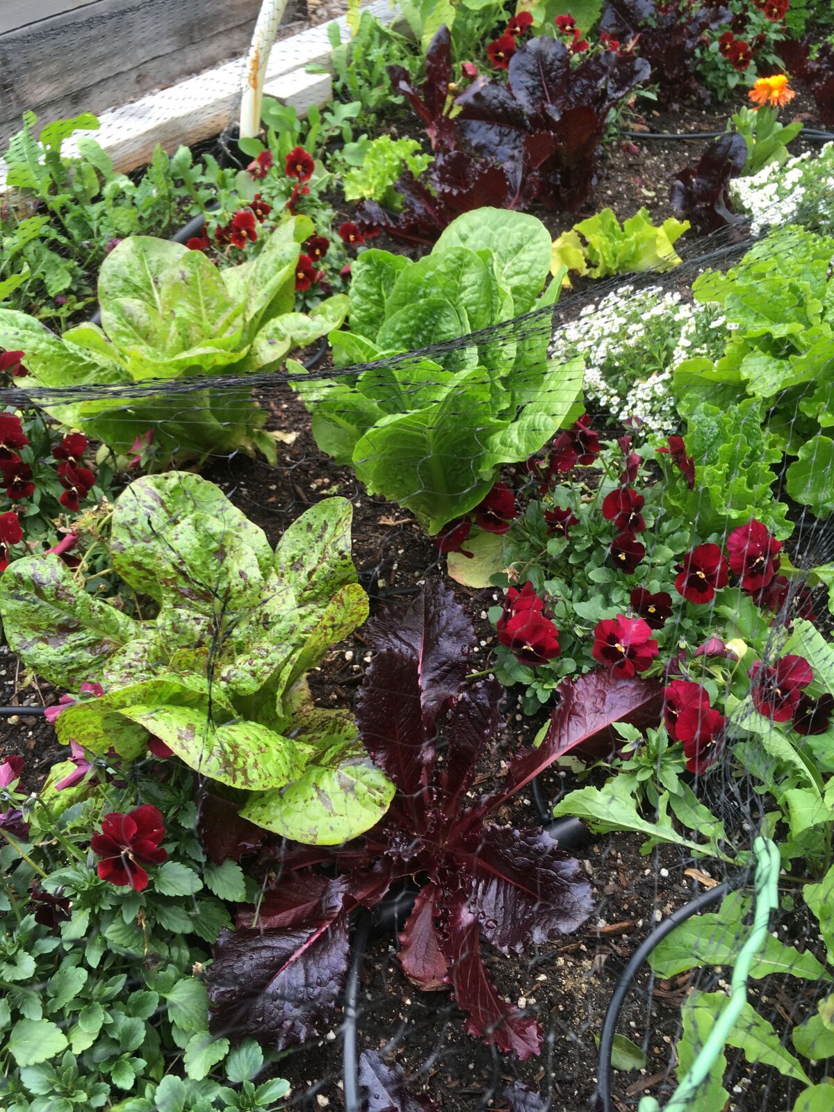 Edible flowers planted throughout a bed of lettuce attract beneficial insects and help control garden pests.