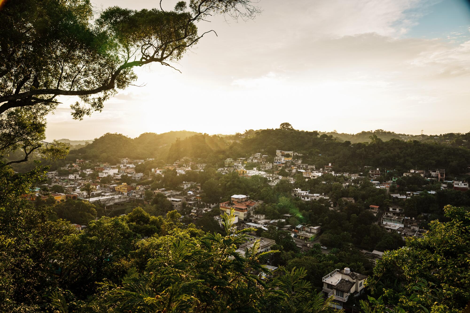 A landscape of homes amid lush greenery