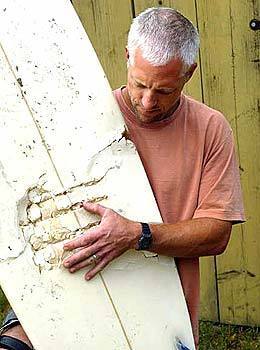 Peck Euwer inspects his surfboard. Euwer was paddling in 45 feet of water near Santa Barbara three years ago when a great white shark rammed the board with Euwer on it. The force caused Euwer to roll off the board and over the nose and head of the shark as the animal bit down on his surfboard.