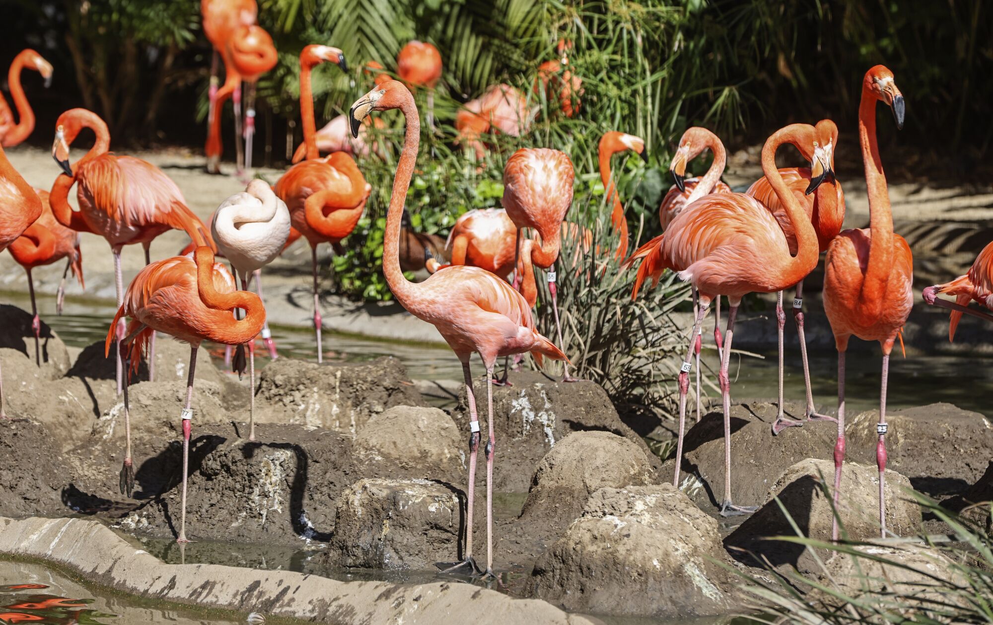 Flamingos crowd their habitat at the San Diego Zoo.