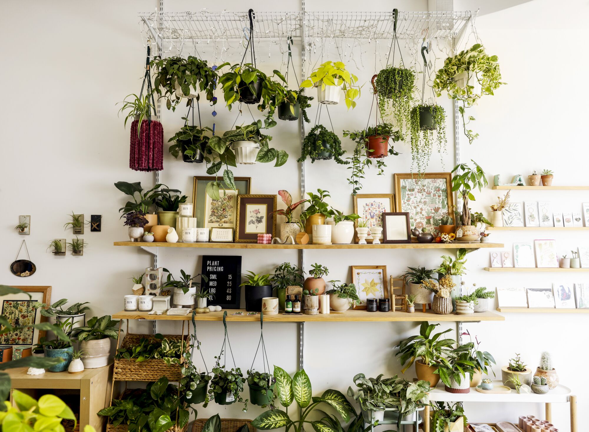 Plants, ceramics and gifts on shelves 