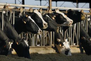 CENTRAL VALLEY, CALIFORNIA-APRIL 30, 2020-Dairy cows eat at a farm in the Central Valley of California. (Owner didn't want his name or company used.) Some dairy farmers are having to dump milk with the disruption in the food chains, caused by the coronavirus shutdown. (Carolyn Cole/Los Angeles Times)