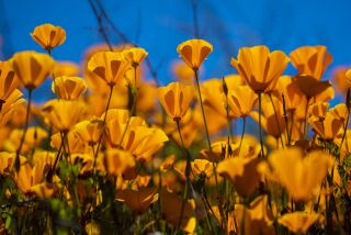 LAKE ELSINORE, CALIF. -- WEDNESDAY, MARCH 13, 2019: California Poppies are abundant at the Super Bloom, Lake Elsinore Poppy Fields in Walker Canyon after the city closed the area in Lake Elsinore, Calif., on March 13, 2019. Calling the stampede a ?poppy nightmare,? Lake Elsinore officials announced they had shut access to the popular poppy fields in Walker Canyon, where crowds had descended in recent weeks to see the super bloom of wildflowers. ?The situation has escalated beyond [our] available resources,? Lake Elsinore said on its City Hall Facebook page. ?No additional shuttles or visitors will be allowed into Walker Canyon. This weekend has been unbearable [for] Lake Elsinore.? The area was reopened Monday. (Allen J. Schaben / Los Angeles Times)