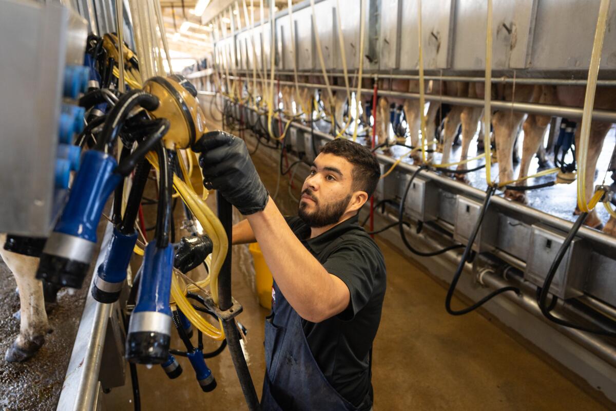 Alvaro Hernandez hangs a milking cluster high to avoid contamination after a cow has been milked.