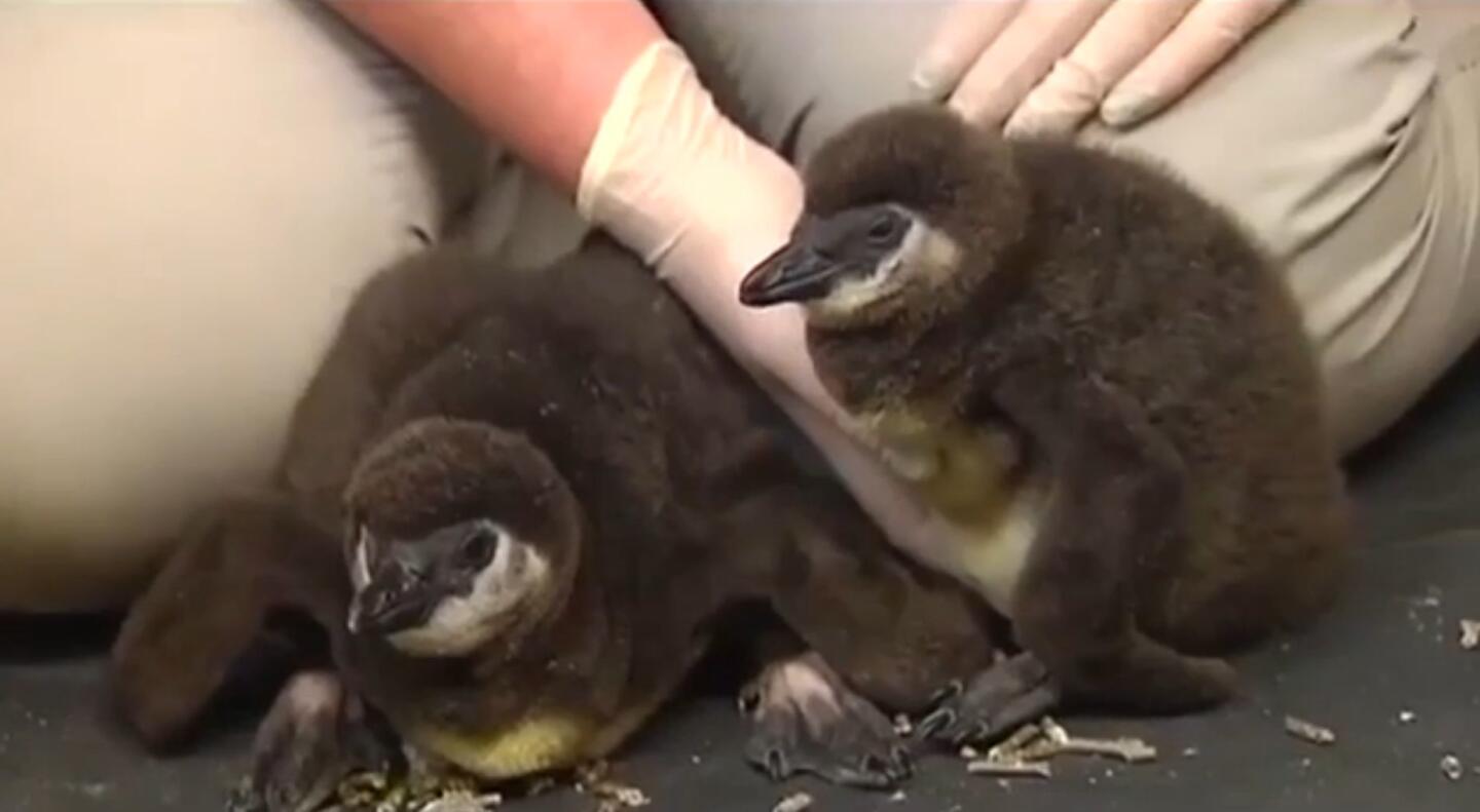 The Lehigh Valley Zoo introduces two 3-week-old African penguin chicks that were the first ever born at the Schnecksville, Pa., preserve on Oct. 12, 2016, in this image made from video.