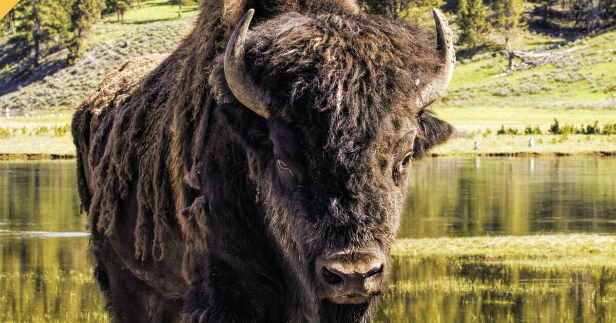 Another Yellowstone visitor gored by a bison, marking 3rd time this year Another Yellowstone visitor gored by a bison, marking 3rd time this year