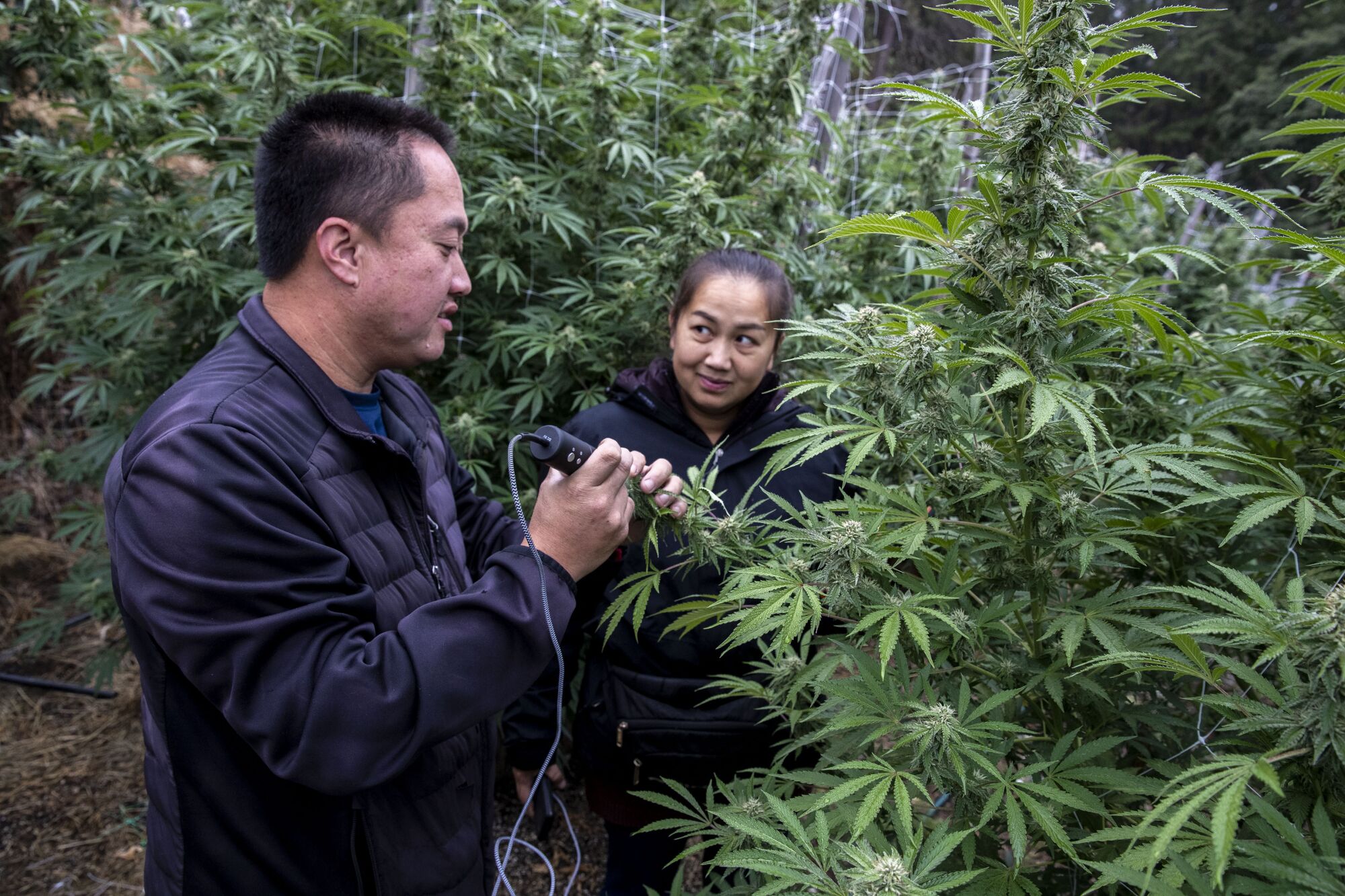 Husband and wife cannabis farmers Xong Vang, left, and Chia Xiong