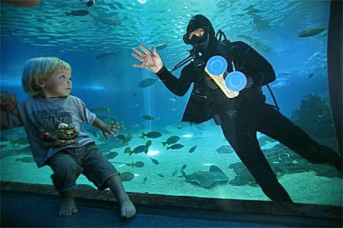A child watches a diver cleaning the glass walls of a walk-through tunnel at the Hawaiian Aquarium in the Maui Ocean Center. The state-of-the-art marine facility opened in 1998 and is one of the many sights and activities on the island of Maui in Hawaii.
