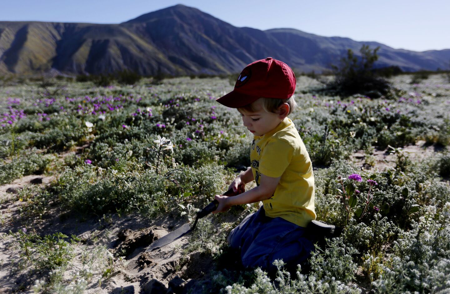 Ethan Greiner, 3, of Escondido, plays in the sand in the Anza-Borrego Desert State Park in San Diego County.