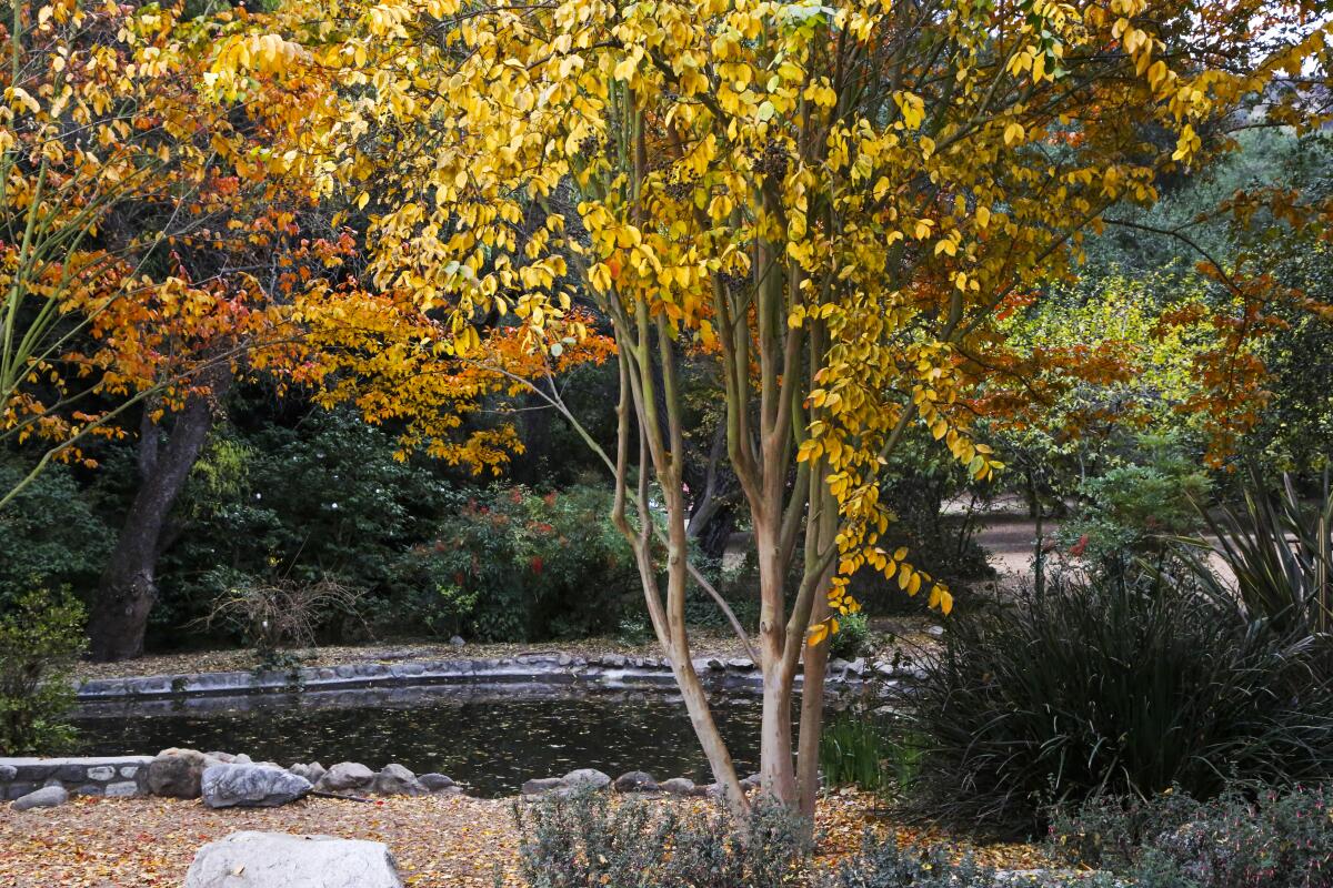 A December crape Myrtle tree in Descanso Gardens.