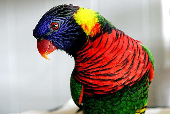 ZaZu is a 3-year-old rainbow lorikeet that lives a life of pampered captivity in Playa del Rey.