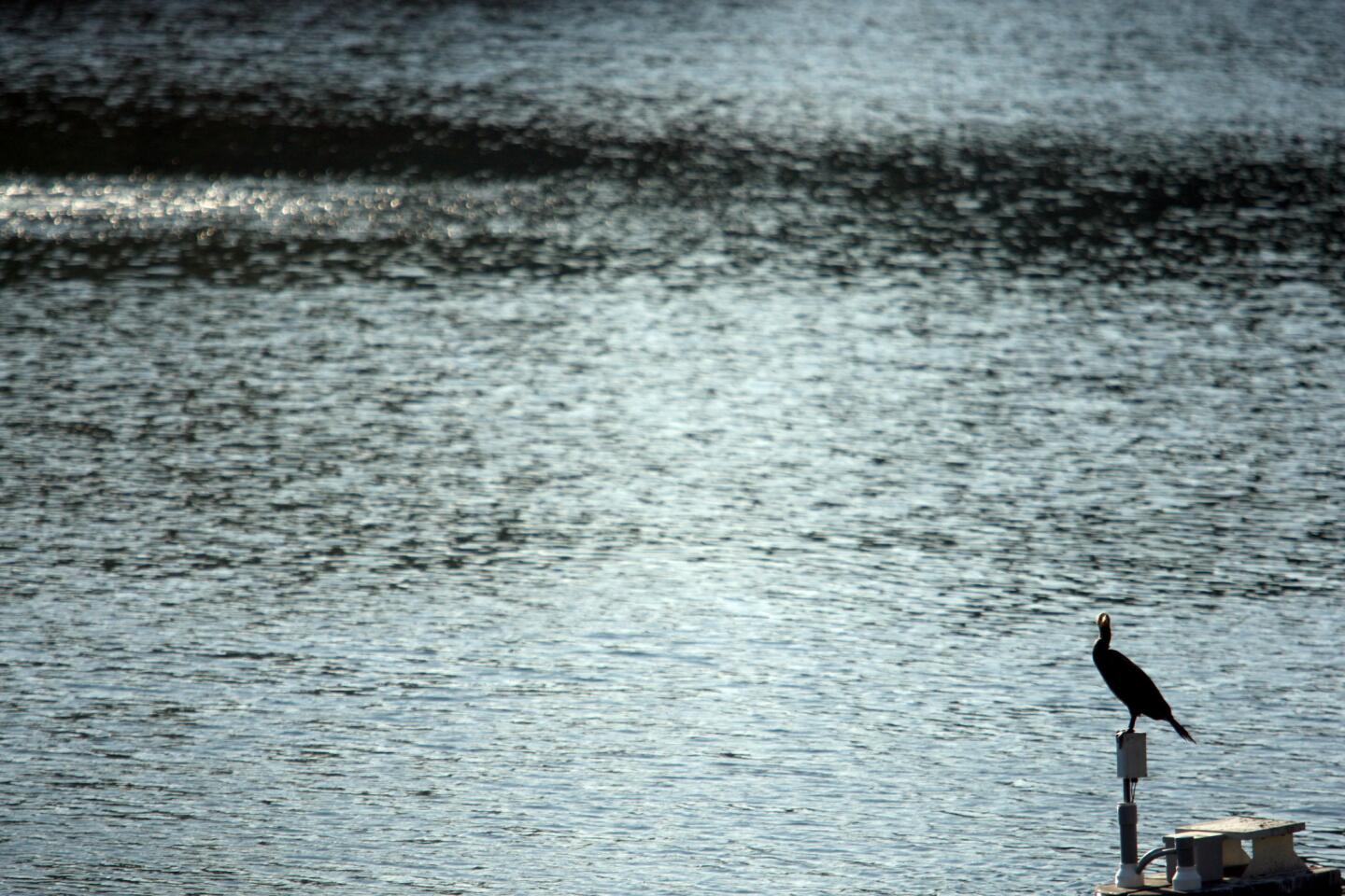 L.A. Walks: Echo Park Lake