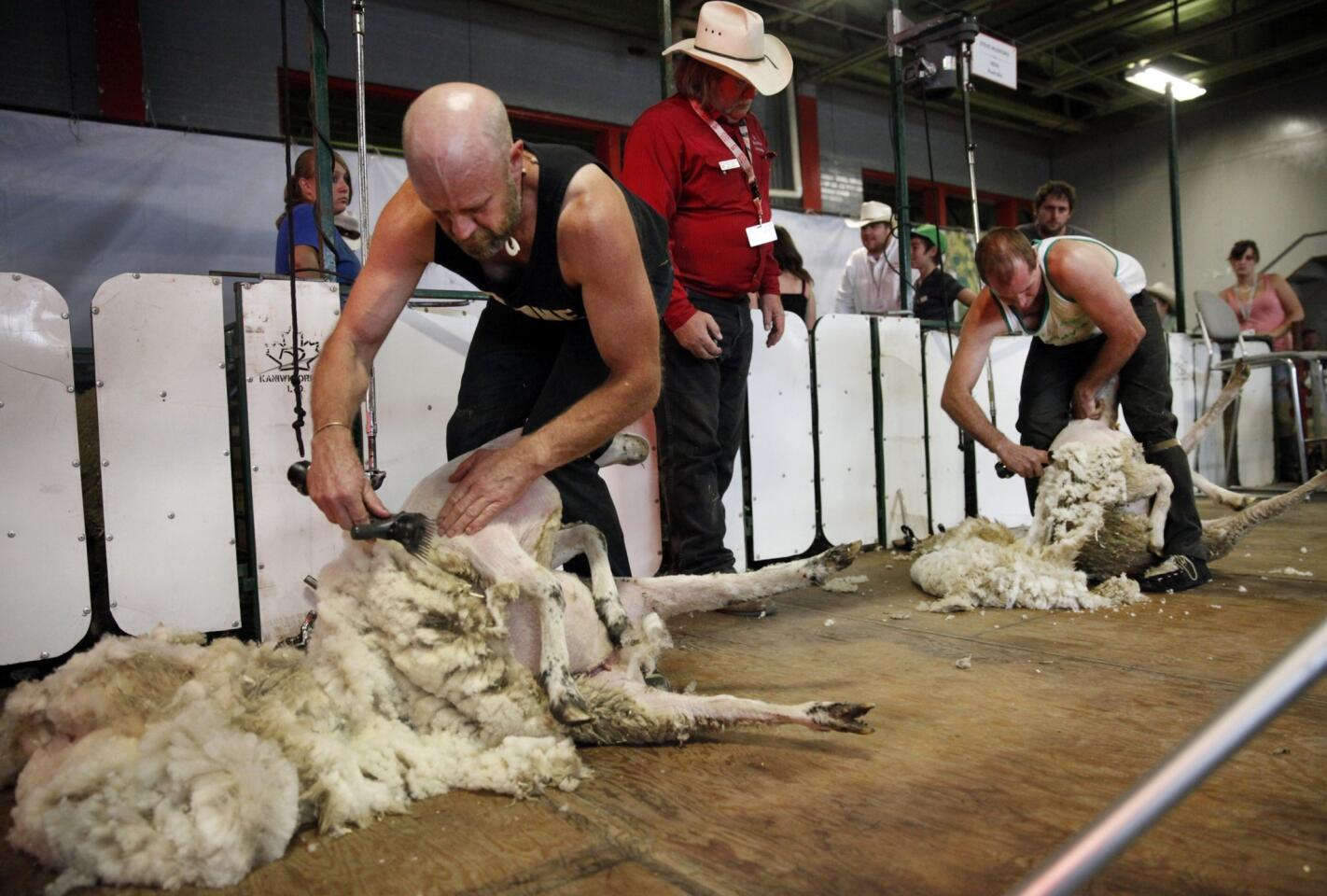 Sheep-shearing competition