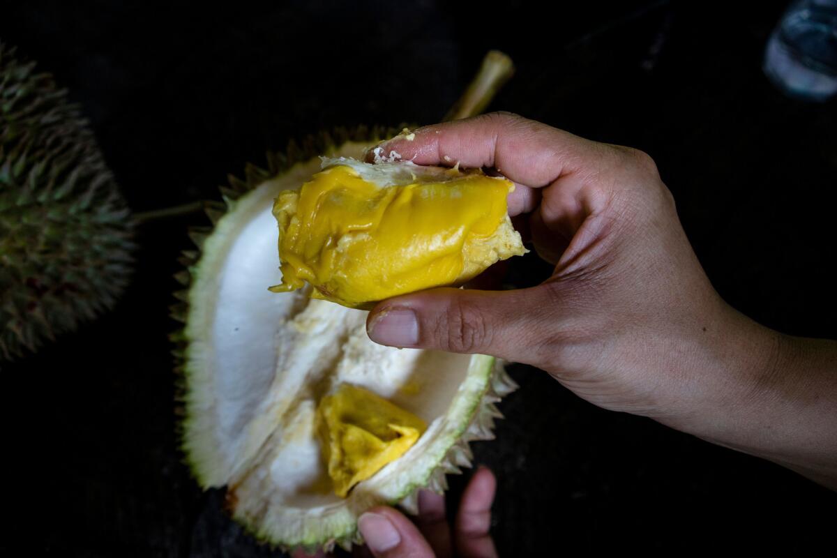 A customer holds a piece of Musang King durian at Durian Kaki, a roadside fruit stall owned by Tan Eow Chong. (Suzanne Lee / For The Times)