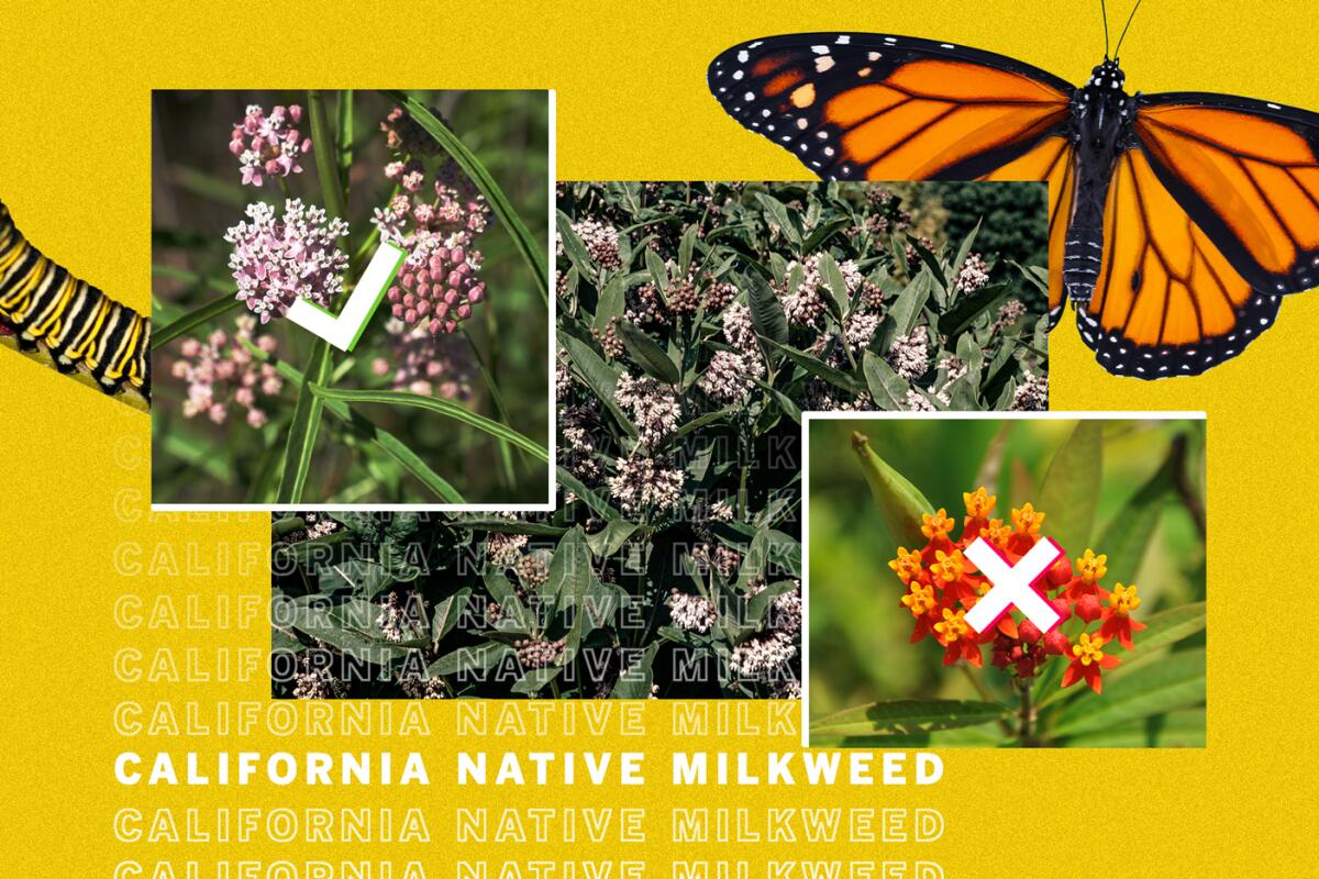 Illustration of the milkweed that is good for butterflies, and the kind that is deadly.