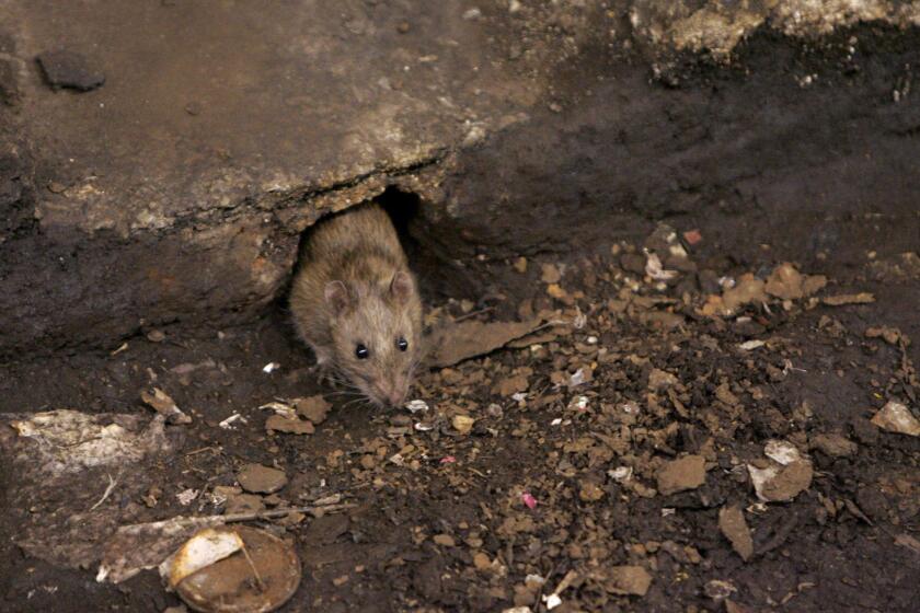 A rat comes briefly out of its hole at a Brooklyn subway stop.