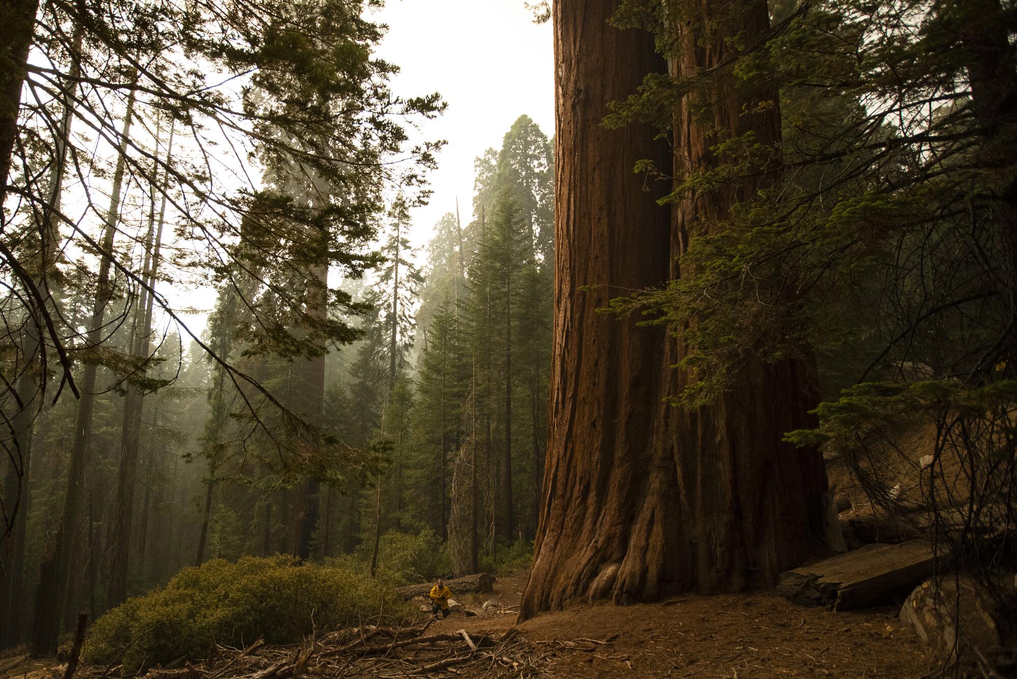 A news photographer is near a giant sequoia amid haze