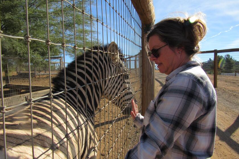 Agnes Barrelett, who runs Children's Nature Retreat, shares a moment with a zebra at the sanctuary.