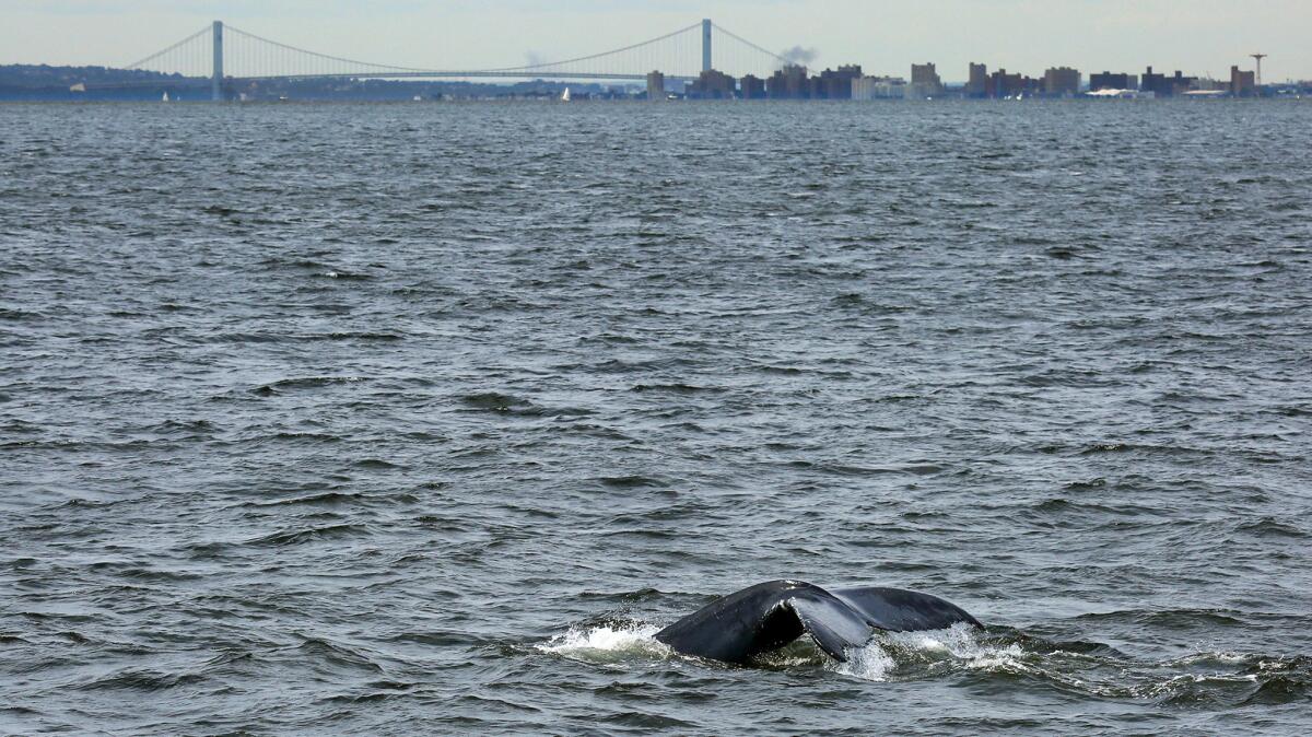 A humpback whale swims near the Verrazano-Narrows Bridge, the entrance to New York Harbor.