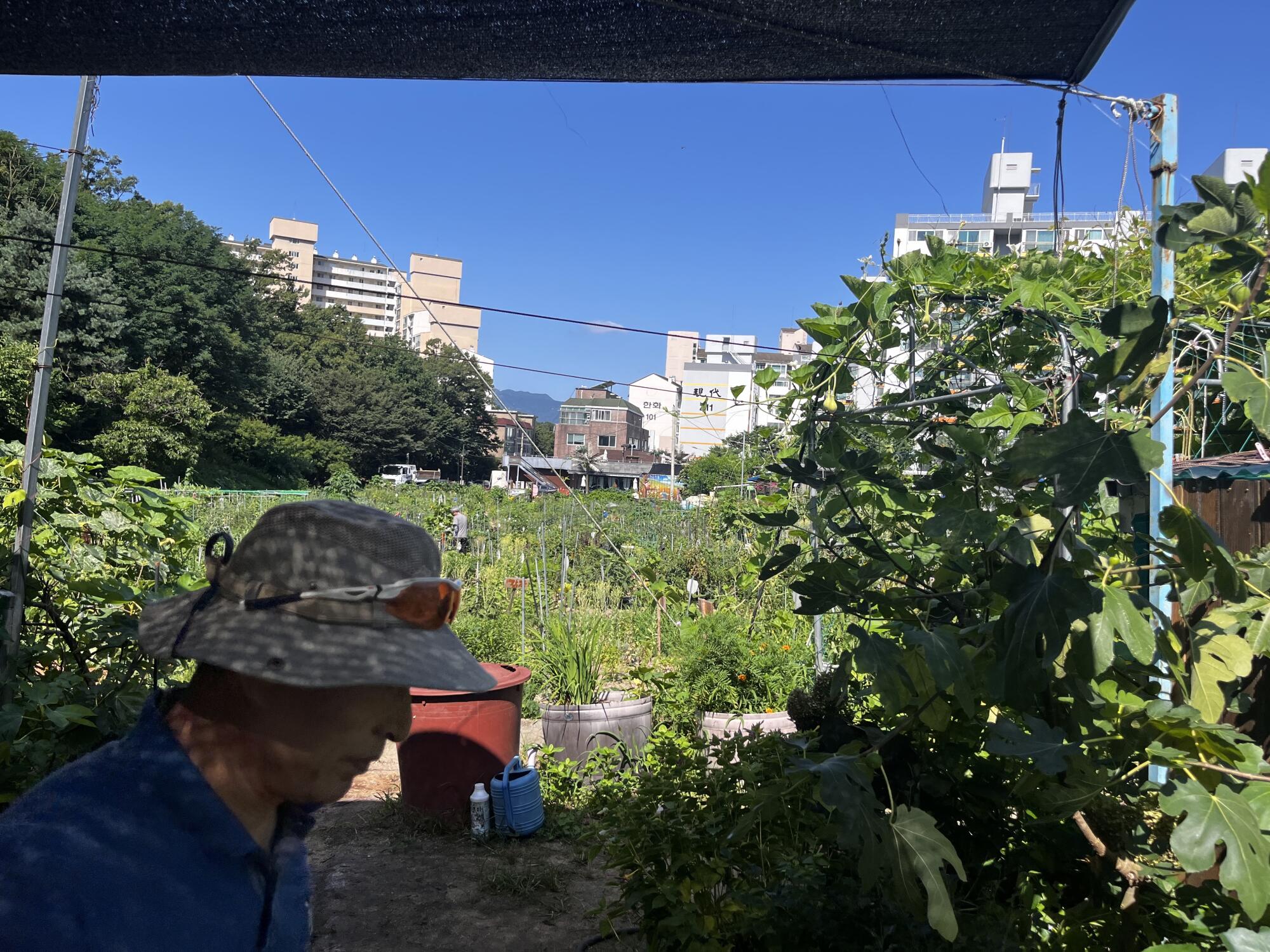 A man in a brimmed hat works among plants, with tall buildings in the distance
