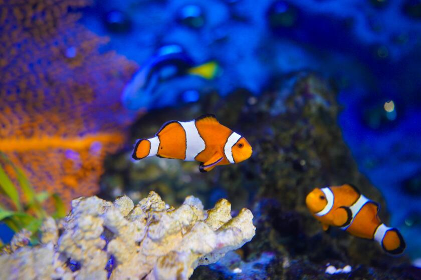Chula Vista, CA - February 24: Several clownfish on exhibit in an aquarium at the entrance to the Living Coast Discovery Center in Chula Vista. (Nelvin C. Cepeda / The San Diego Union-Tribune)
