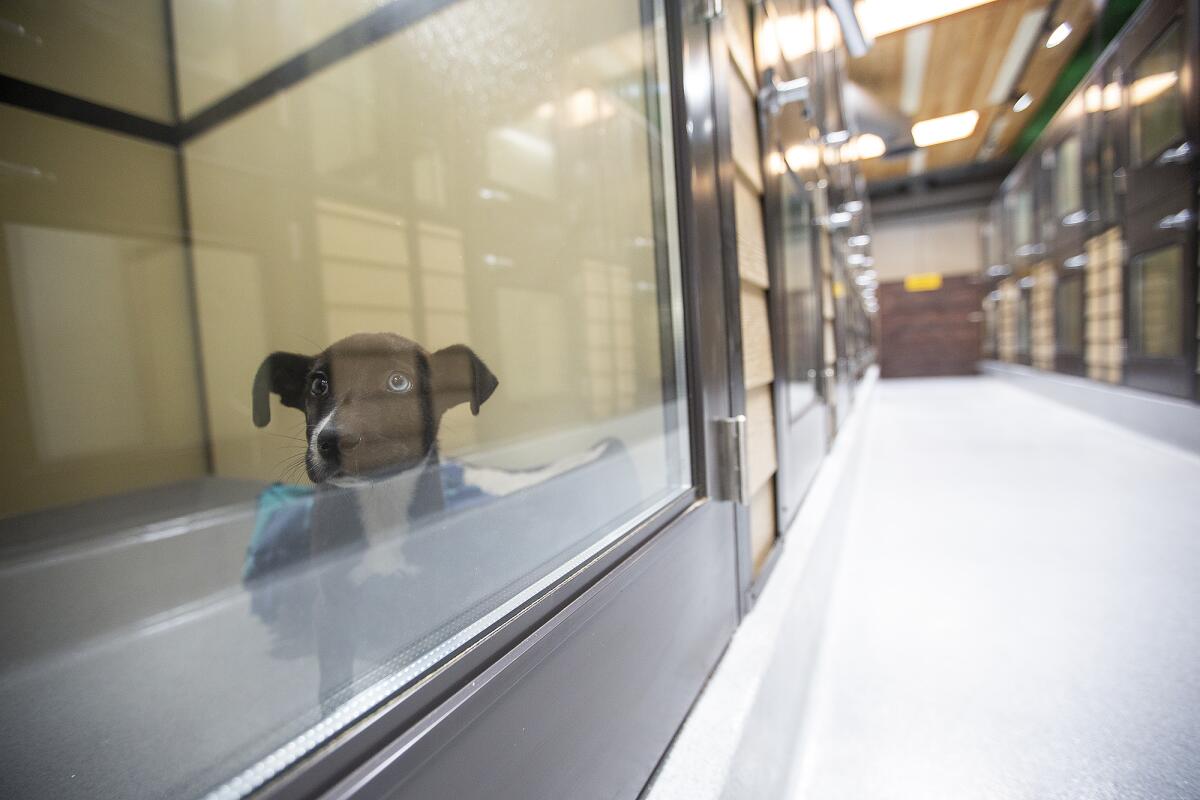 Skippy, a three- to four-month-old puppy at the Priceless Pets "Orphanage" in Costa Mesa in 2019.