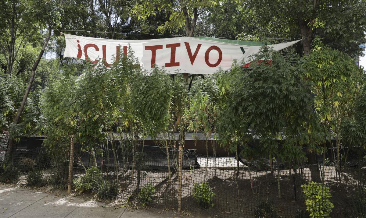 Marijuana plants in an enclosure, with a banner overhead that reads Cultivo