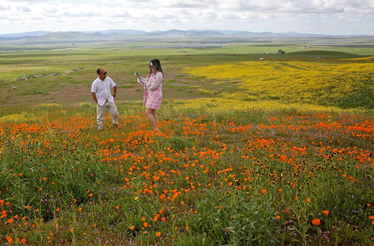 A couple take photos around a field of California poppies in Carrizo Plain National Monument on Saturday
